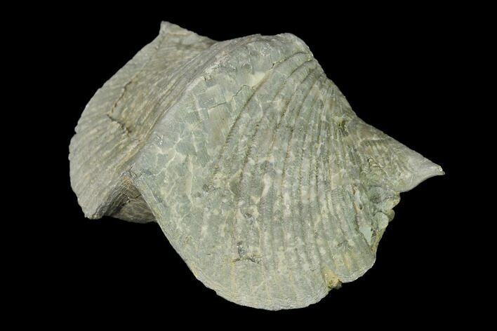 Pyrite Replaced Brachiopod (Paraspirifer) Fossil - Ohio #142157